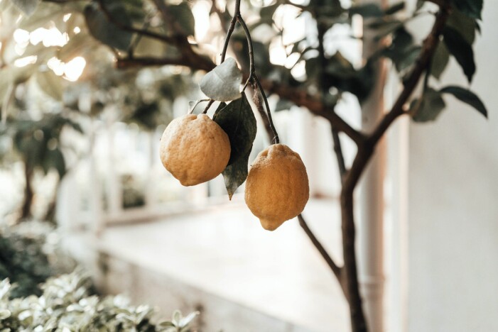 Citrusplanta