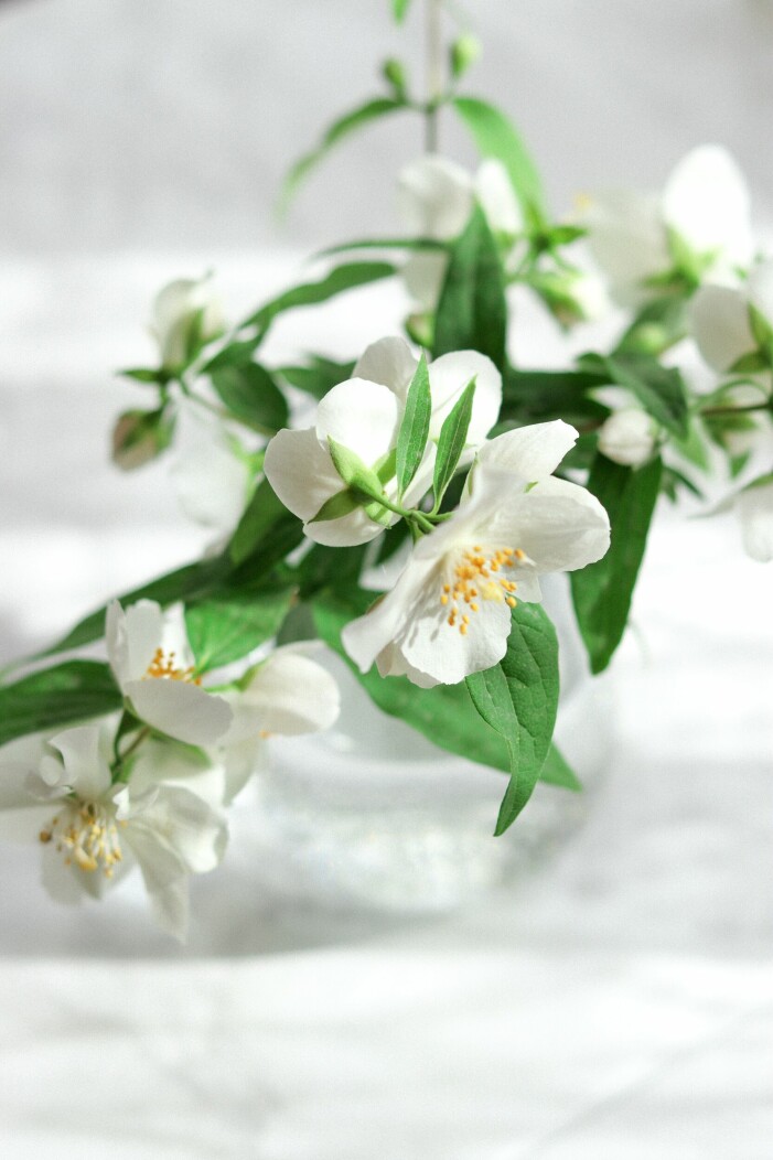 Jasmin