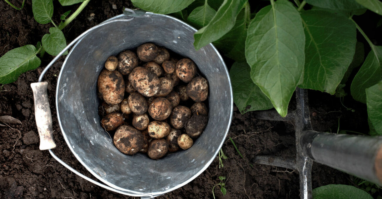 Allt du behöver veta om att odla potatis