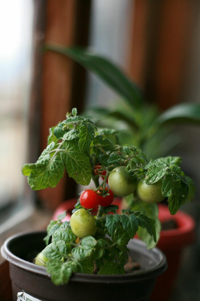 Tomatplanta