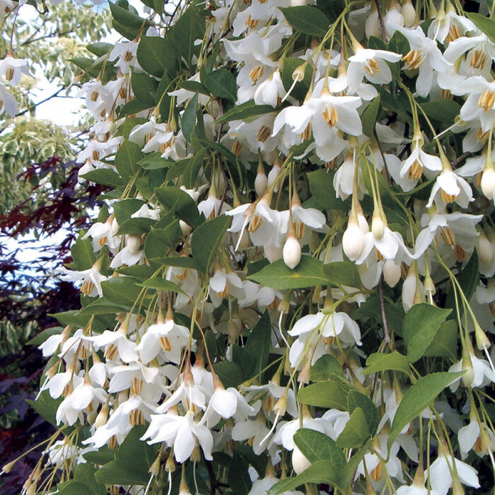 Fantastiska vita, doftande hängen på Styrax Fragrant fountain. Odla träd i kruka succépodden tipsar om Styrax fragrant fountain