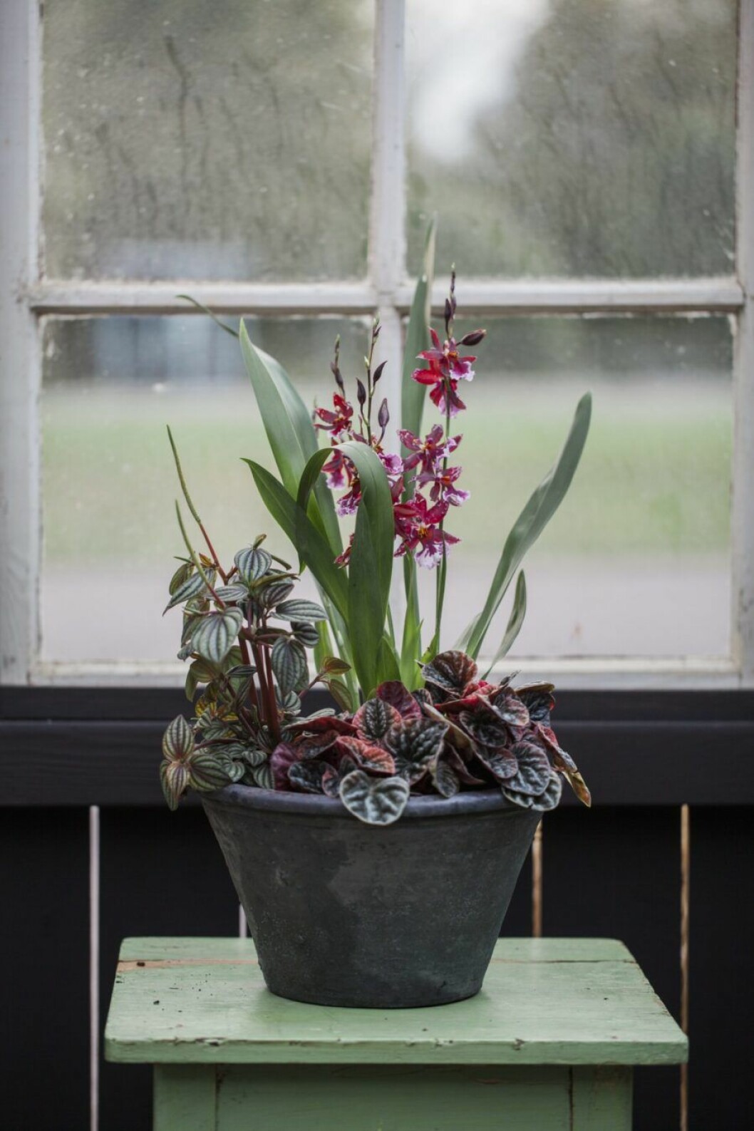 Att ha det lite svalare på natten kan stimulera orkidéns blomning. Men obs för minusgrader.