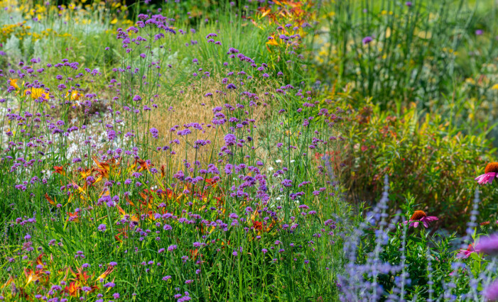 Dela på perennerna under hösten och skapa ett hav av prunkande blommor och växter till våren. Perenner