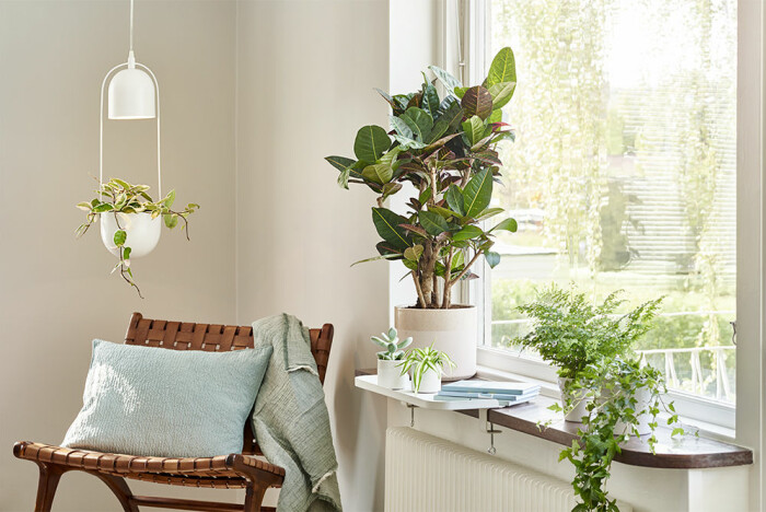 Addera mer grönt i hemmet i vår. Foto: Plantagen