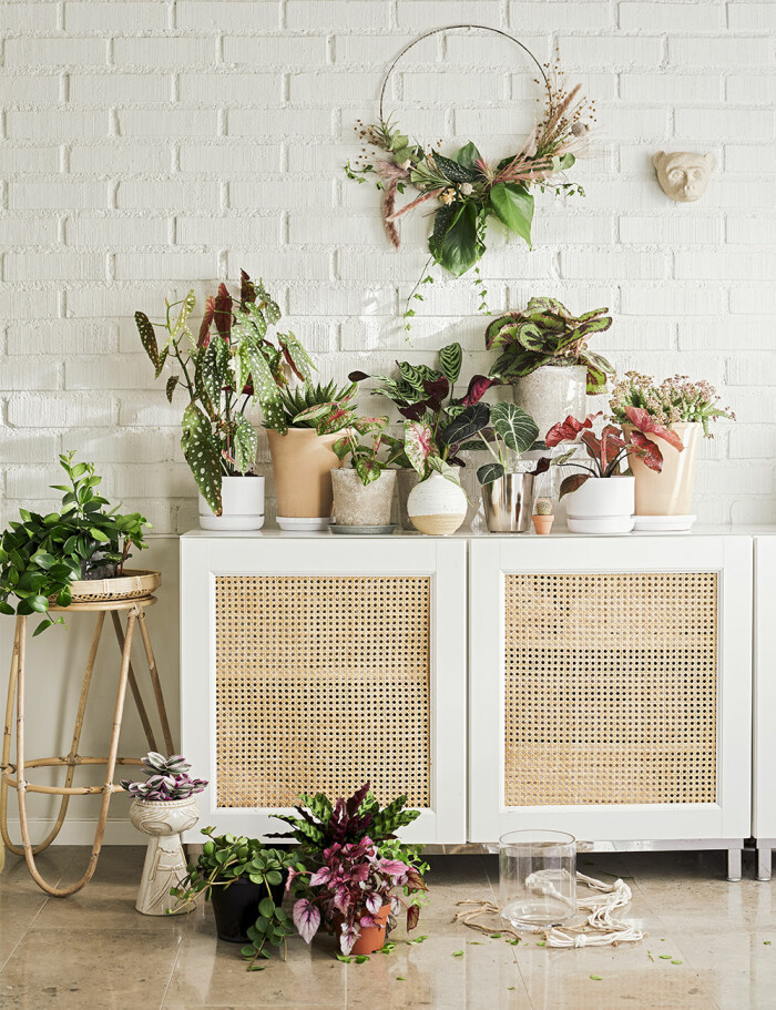 Årets trender bland inomhusväxter präglas av bland annat färg och pampiga blad! Foto: Plantagen trendiga inomhusväxter 2021