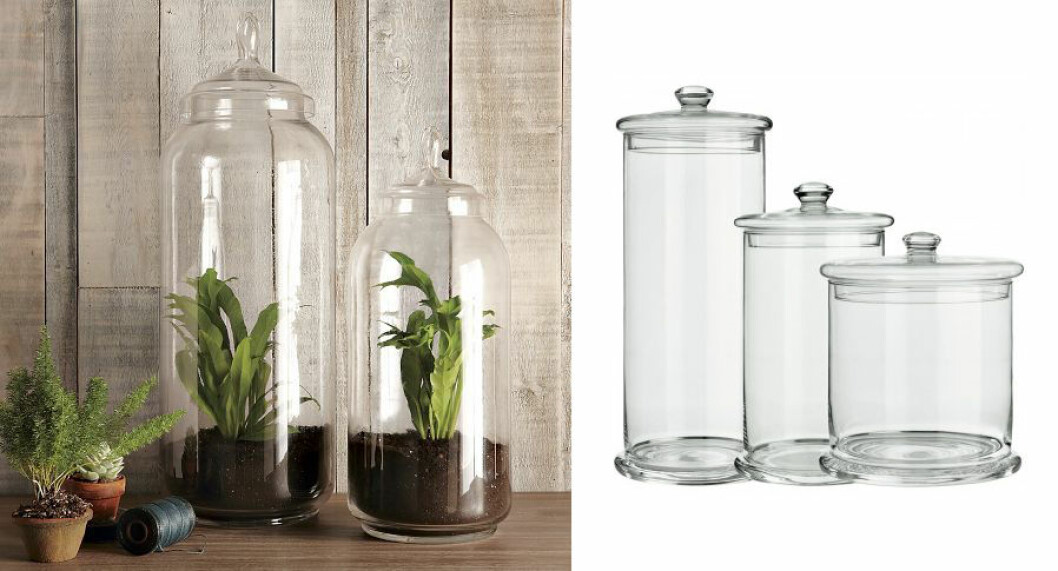 plantera i glasburkar