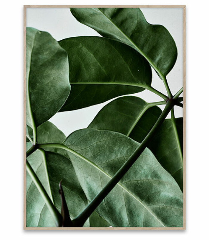 poster med gröna blad