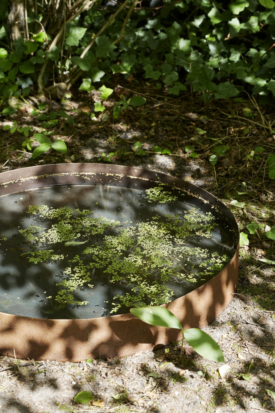 Vattenblänket från Enkla ting i Vallåkra, i det flyter andmat. Runt om kommer vitsippor på våren och efter det liljekonvalj, växter som funnits här från början. En japansk dvärglönn hänger över trägången. Mitt i bild, under en blåtry, står den gamla brunnen. Gammal brunn i trädgården.
