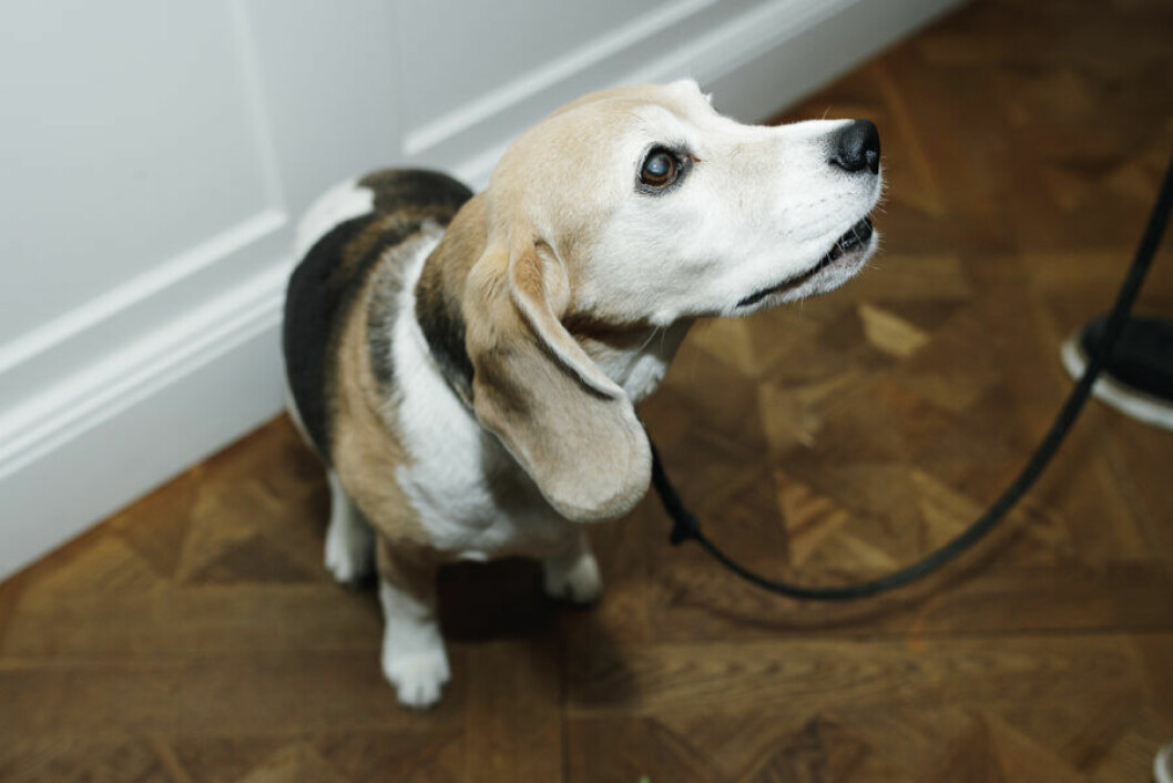 residence formpris mingel hund