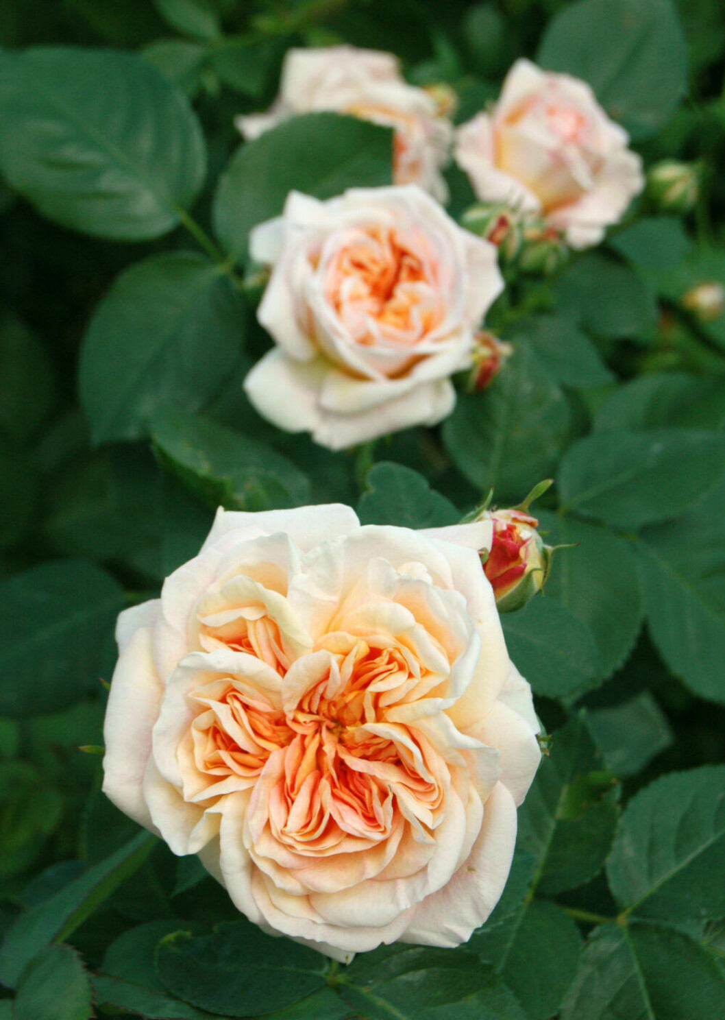 Rosen Alchymist. klätterros