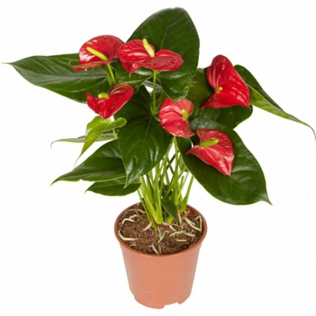 rosenkalla