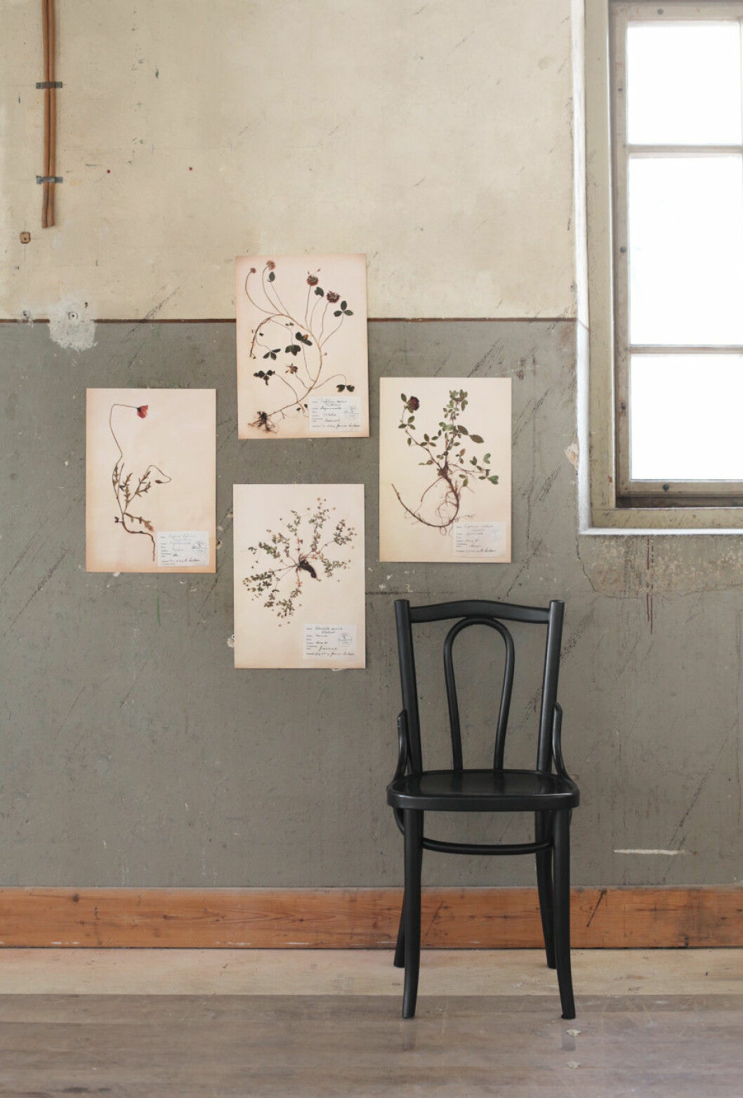 Sassabrassa Herbarium