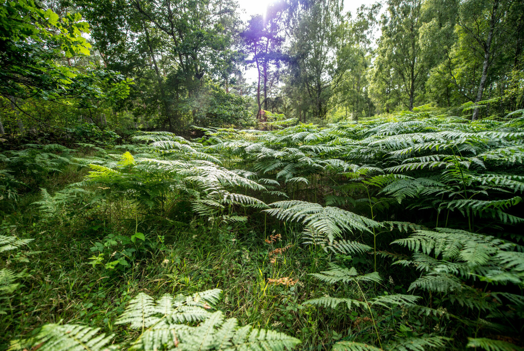 Ormbunkar är något som växer yvigt och vilt i skogen. Att plantera ormbunkar i trädgården kan därför bidra med en känsla av naturlig vildvuxen växtlighet. Foto: Magnus Lejhall/Bildhuset/TT Ormbunkar i skogen.