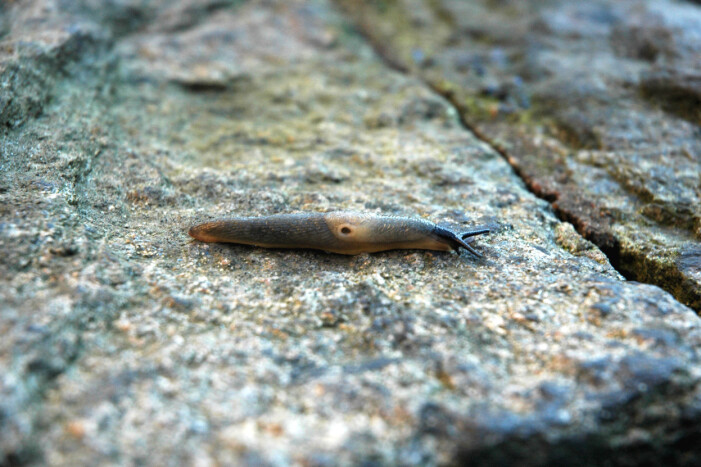 Den nya invasiva snigeln, Svarthuvad snigel eller Krynickillus melanocephalus på latin. Foto: Göteborgs Naturhistoriska Museum Den nya invasiva snigeln, Svarthuvad snigel eller Krynickillus melanocephalus