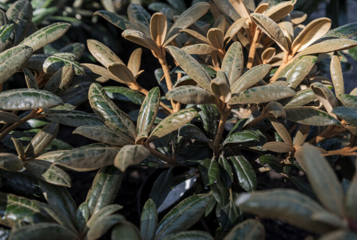 Rhododendron finns i flera olika sorter och håller sig gröna året om. Foto: Vilhelm Stokstad/TT Rhododendron.
