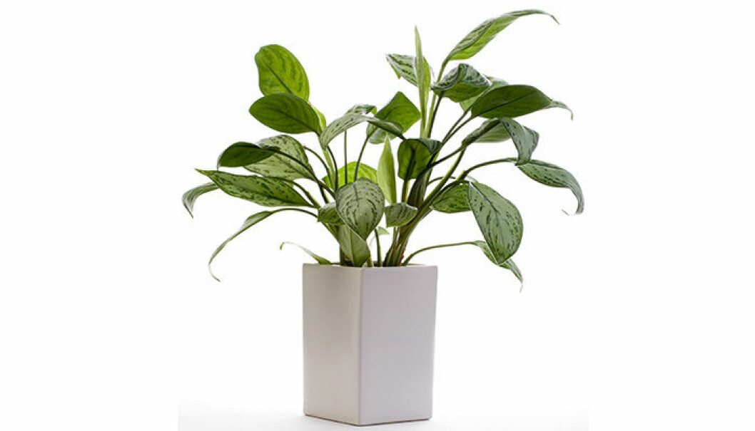 silverkalla