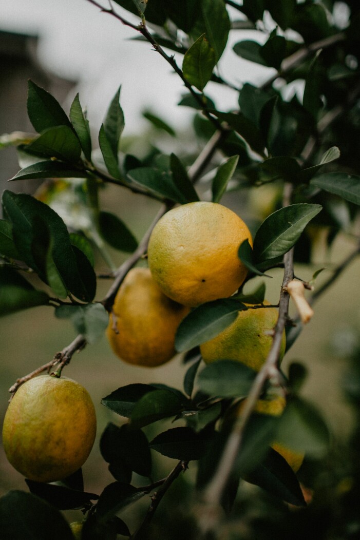 Skötsel och tips för citronträd