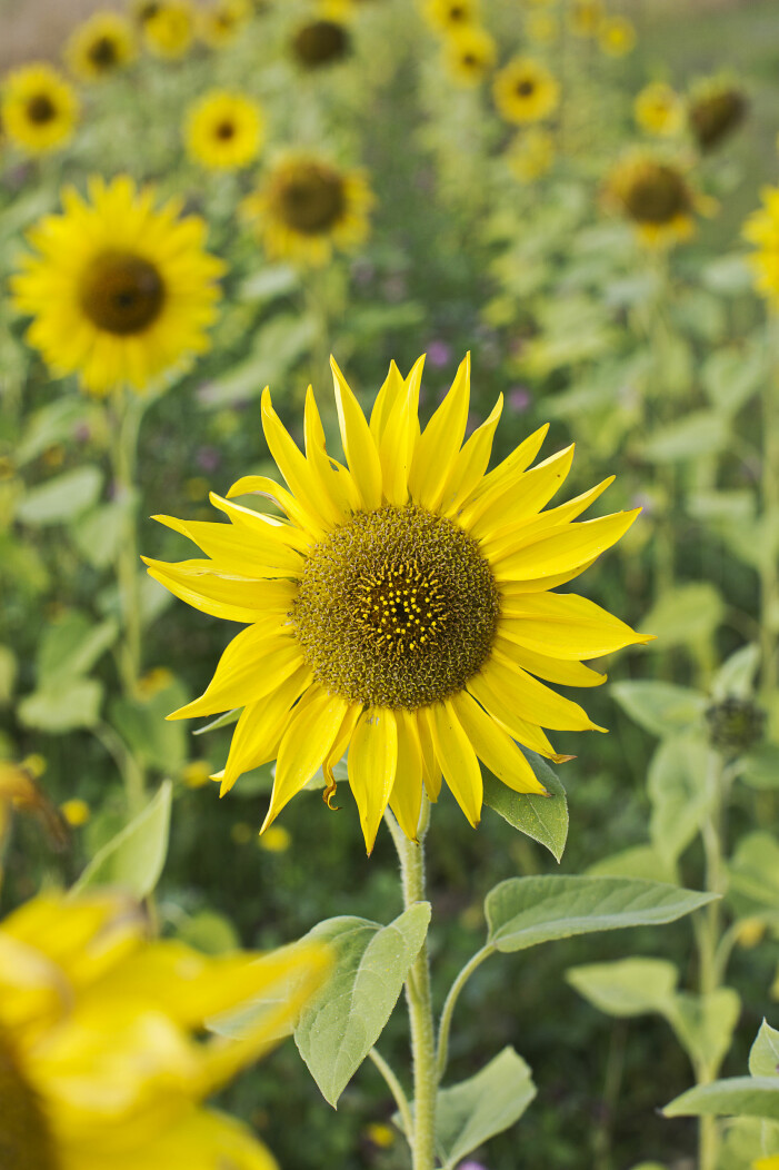 Solrosor har många användningsområden, från olja till ätbar dekor. Foto: TT. Solrosen är en av många ätbara blommor