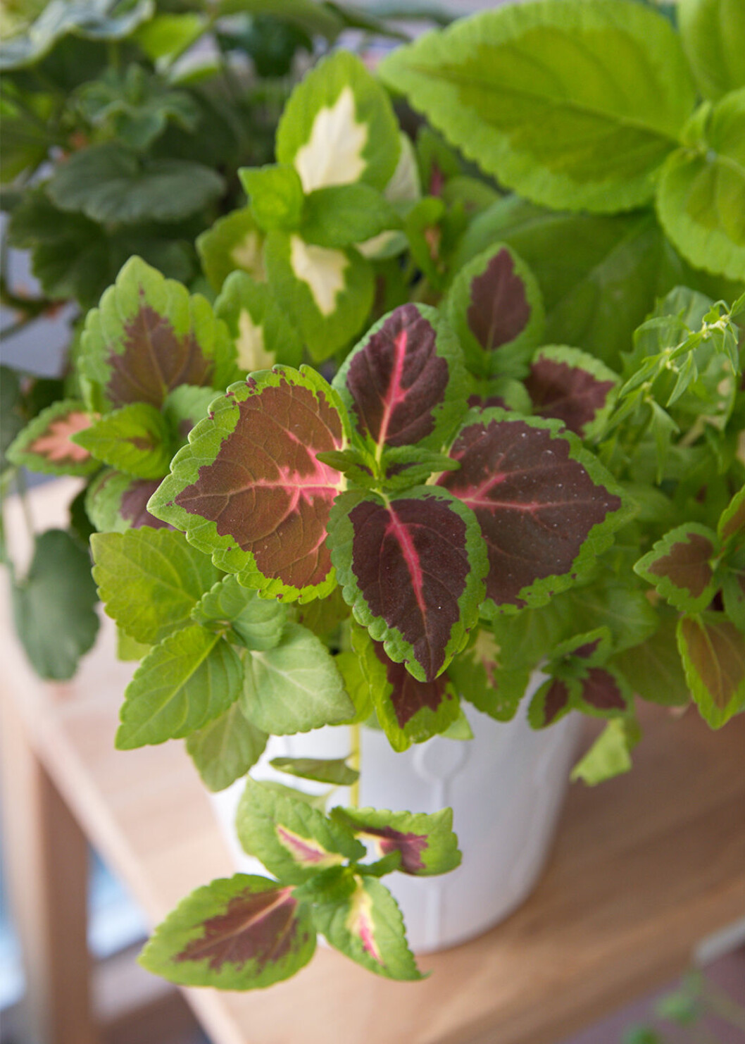 Palettbladet är en lättskött favorit bland sticklingarna. Foto: Shutterstock Palettblad är populärt bland sticklingar på Tradera