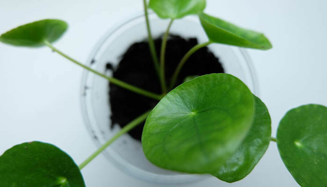 Stickling av elefantöra. Foto: Shutterstock