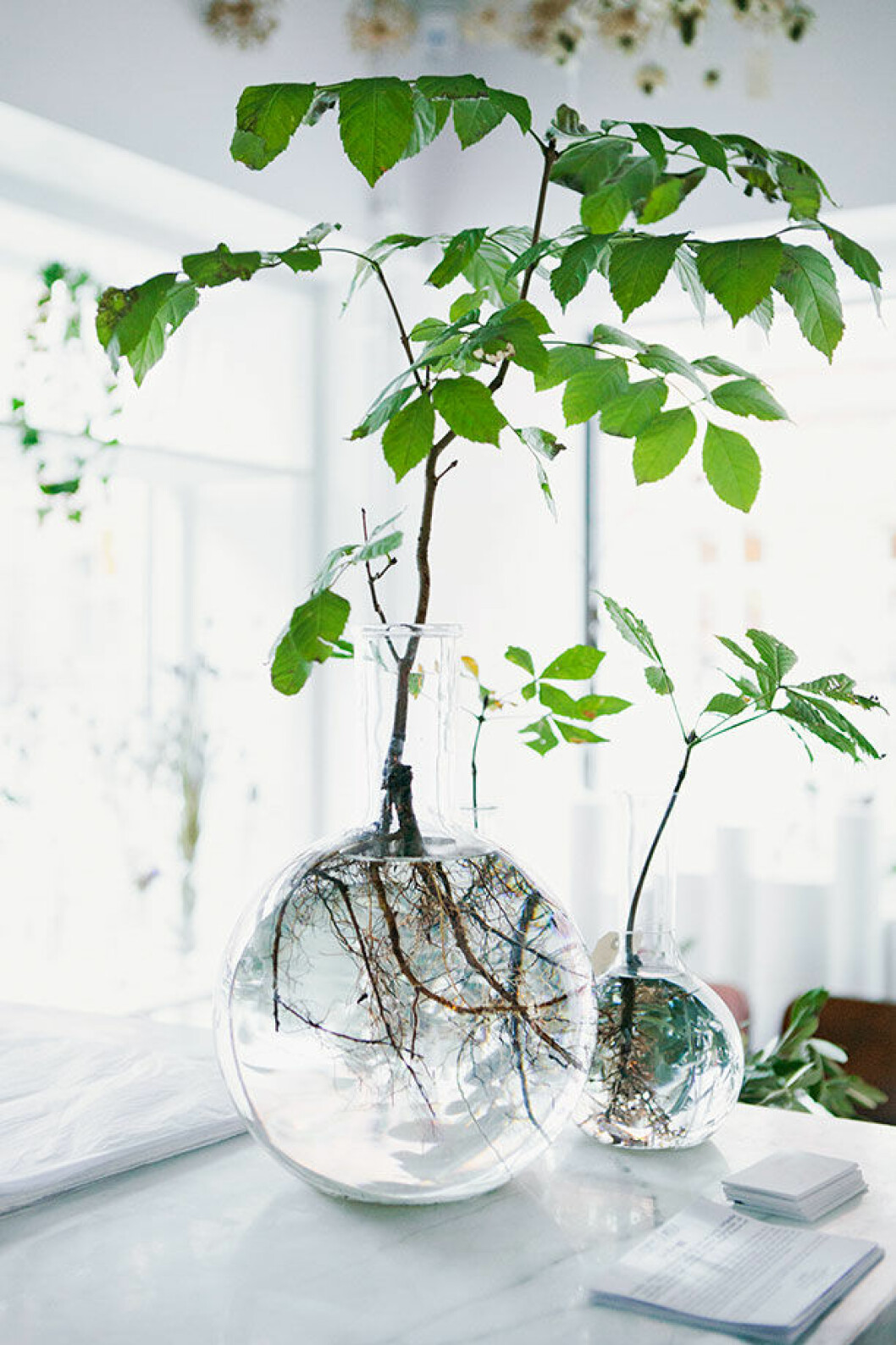 <em>Det går bra att köpa glasvaserna med några vackra blommor i, pris från 200:-. </em> synliga rotter provror