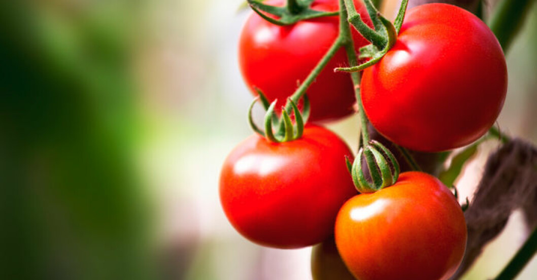 tomater-odla-tips