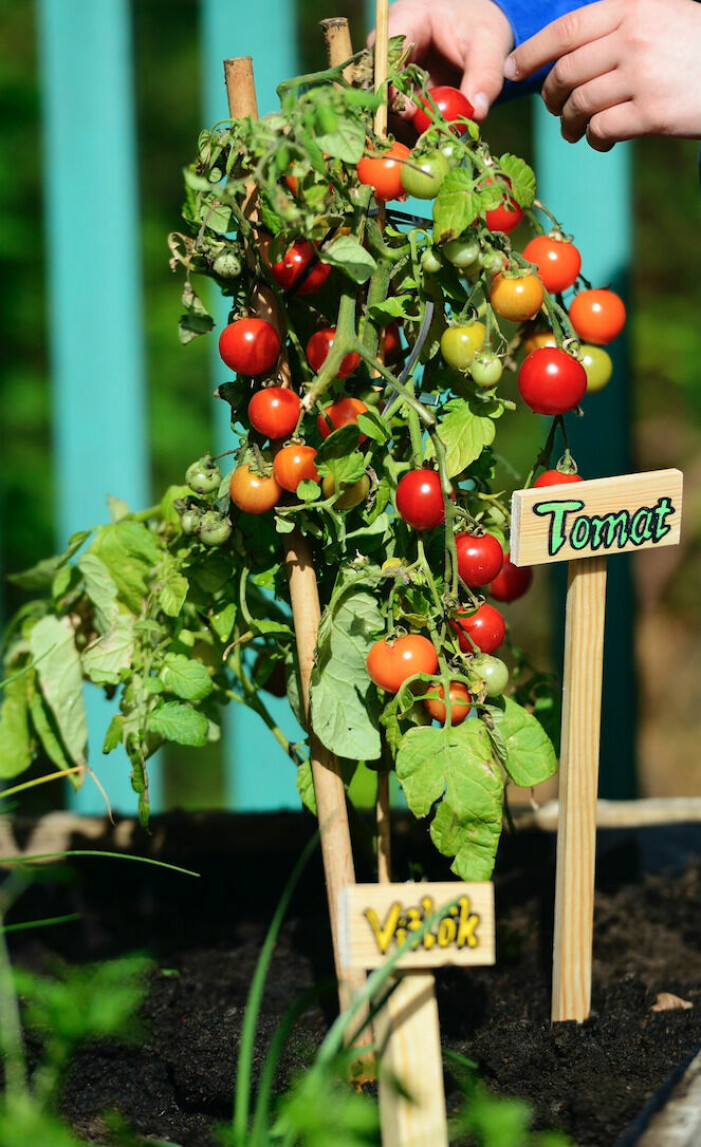 Blanda gärna röda, gula, små och stora tomater i pallkragen. tomatplanta