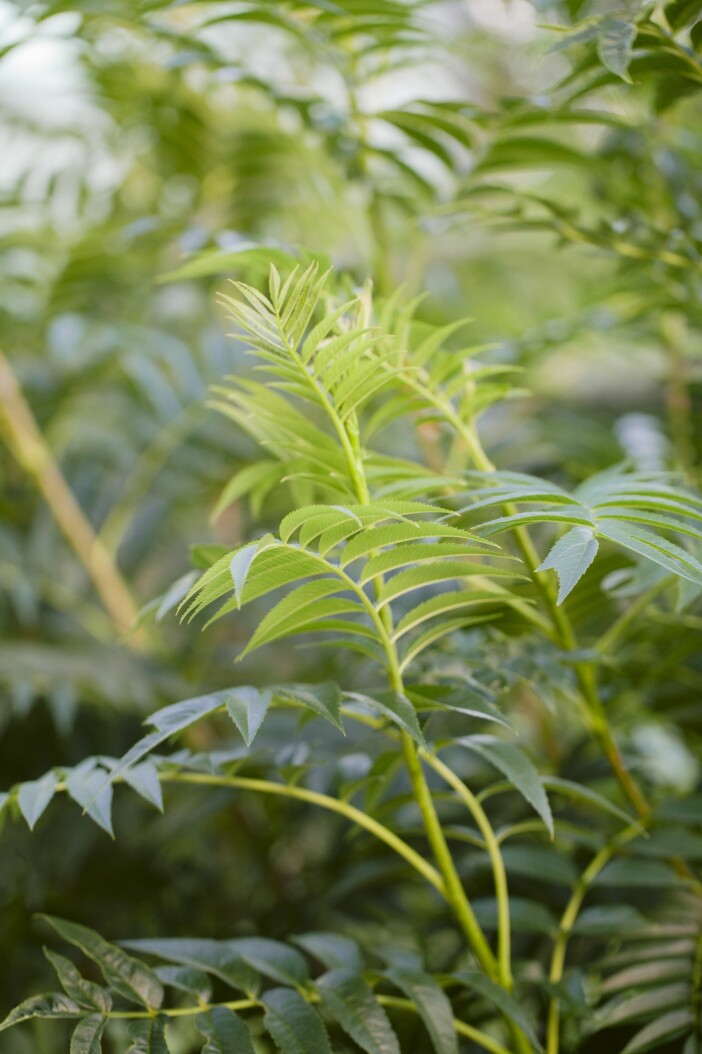Ullungrönnen har sirliga blad som får glödande höstfärger. Trädgården i Lomma ullungrönn