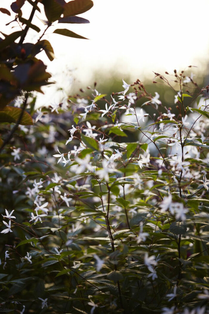Trebladsspirea Gillenia trifoliata är en ny favoritväxt. Victoria planterar tre plantor i grupp. I augusti kan de klippas ner och blomma om. Jättefint i buketter. Trebladsspirea Gillenia trifoliata hemma i Victoria Skoglunds trädgård.