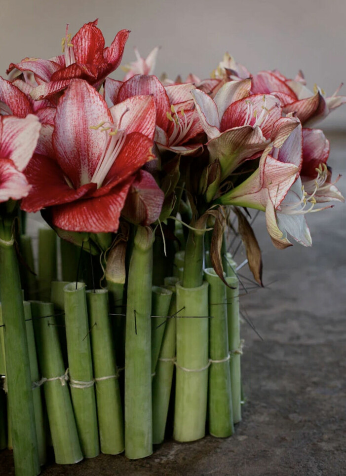 Tydligt för julens tendenser är en större bredd av kulörer och inte bara de helröda varianterna. Foto: Interflora. Trendiga julväxter 2021, amaryllis