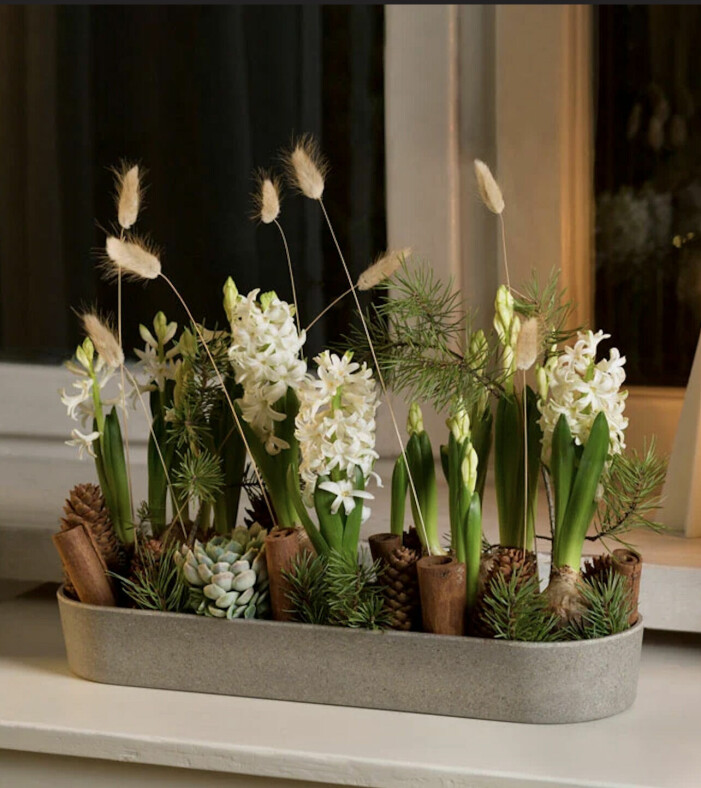 Testa att addera inslag av en vacker vit hyacint i säsongens blomarrangemang för en härlig vintrig känsla. Foto: Interflora. Trendiga julväxter 2021, hyacint i vitt