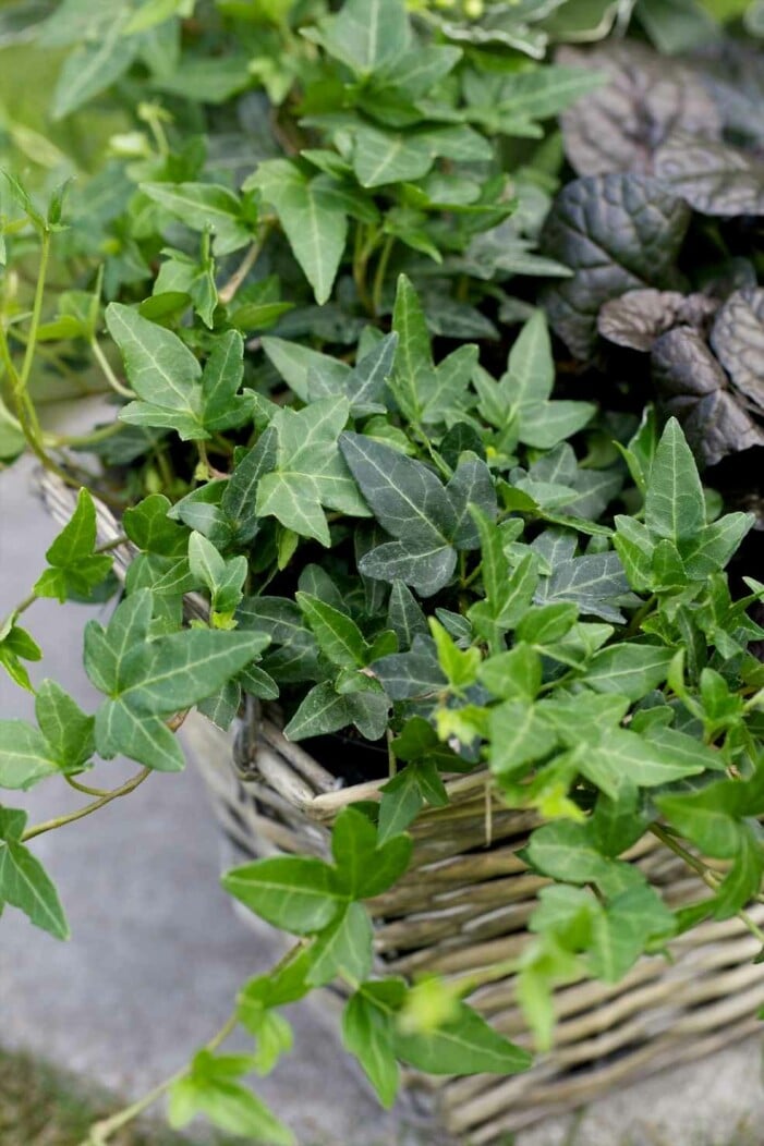 Addera murgröna och forma en grön drömoas. Foto: Blomsterlandet. Plantera murgröna på balkongen
