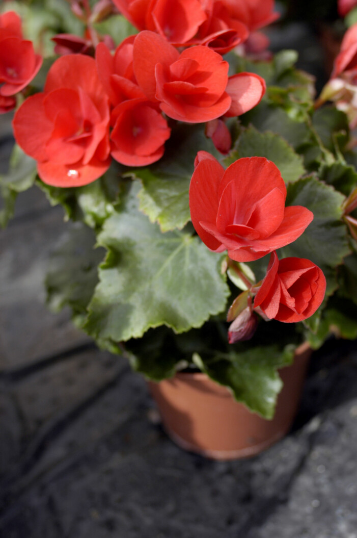 Begonian kommer i flera tusen olika tappningar, därav den stora variationen på färg och utförande. Foto: TT. Begonia är en tålig blomma att ha på balkongen