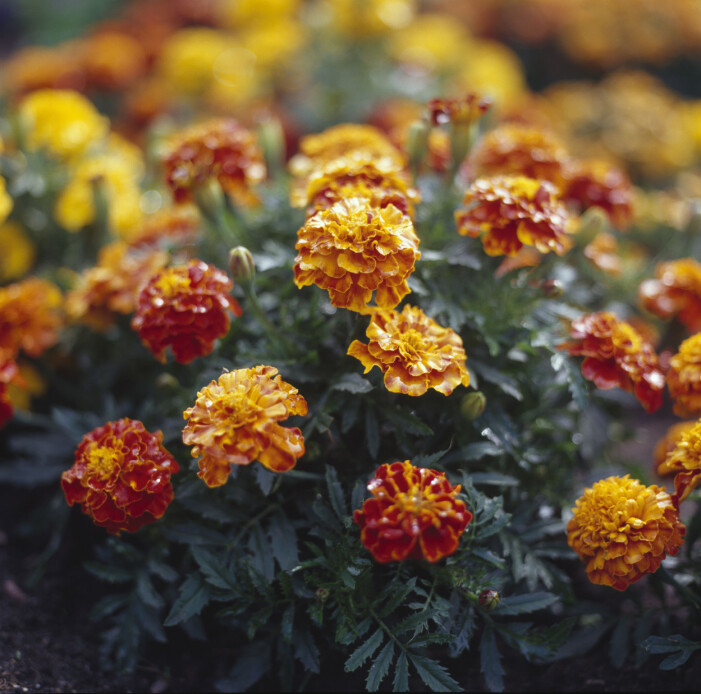 70-talsfavoriten tagetes gör en comeback – och passar perfekt på balkongen. Foto: TT. Så inreder du med trendväxten tagetes