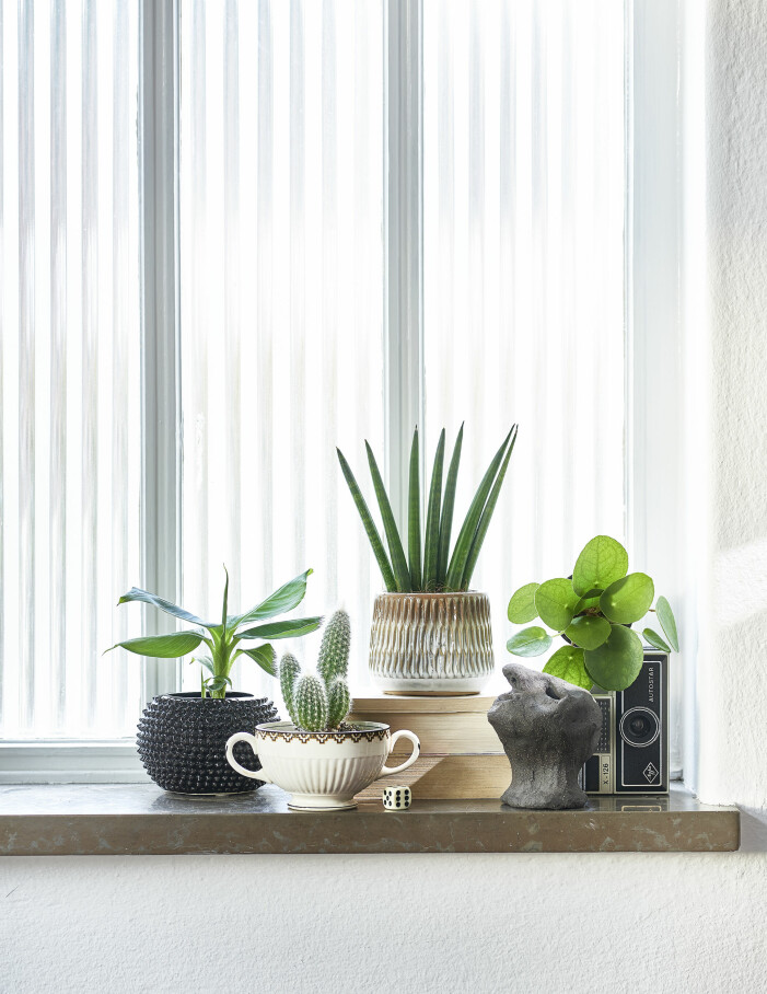 Kaktustrenden håller i sig året ut, åtminstone enligt Plantagen. Foto: Plantagen. Trendiga inomhusväxter 2021, kaktus
