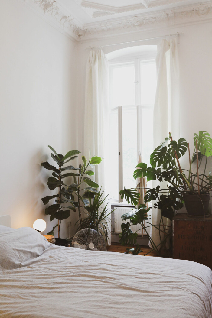Skapa mysiga miljöer med en (eller flera!) monsteror. Foto: Unsplash. Trendiga inomhusväxter hösten 2021, monstera