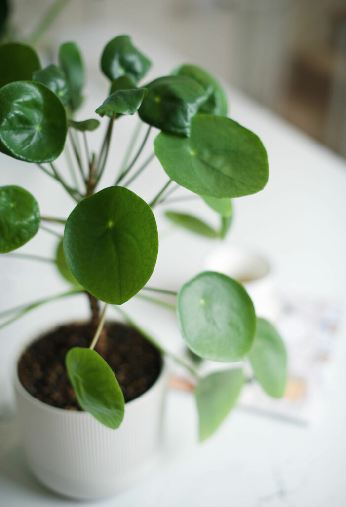 Elefantöra har fått sig en rejäl popularitetsboost de senaste åren. Foto: Unsplash. Trendiga inomhusväxter 2021, elefantöra