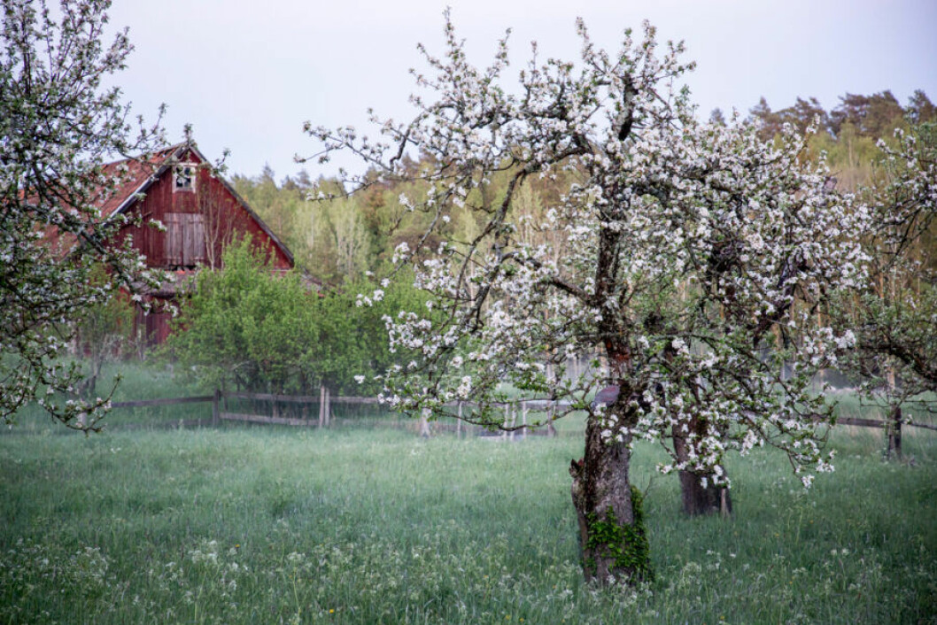 Trädgård äppelträd