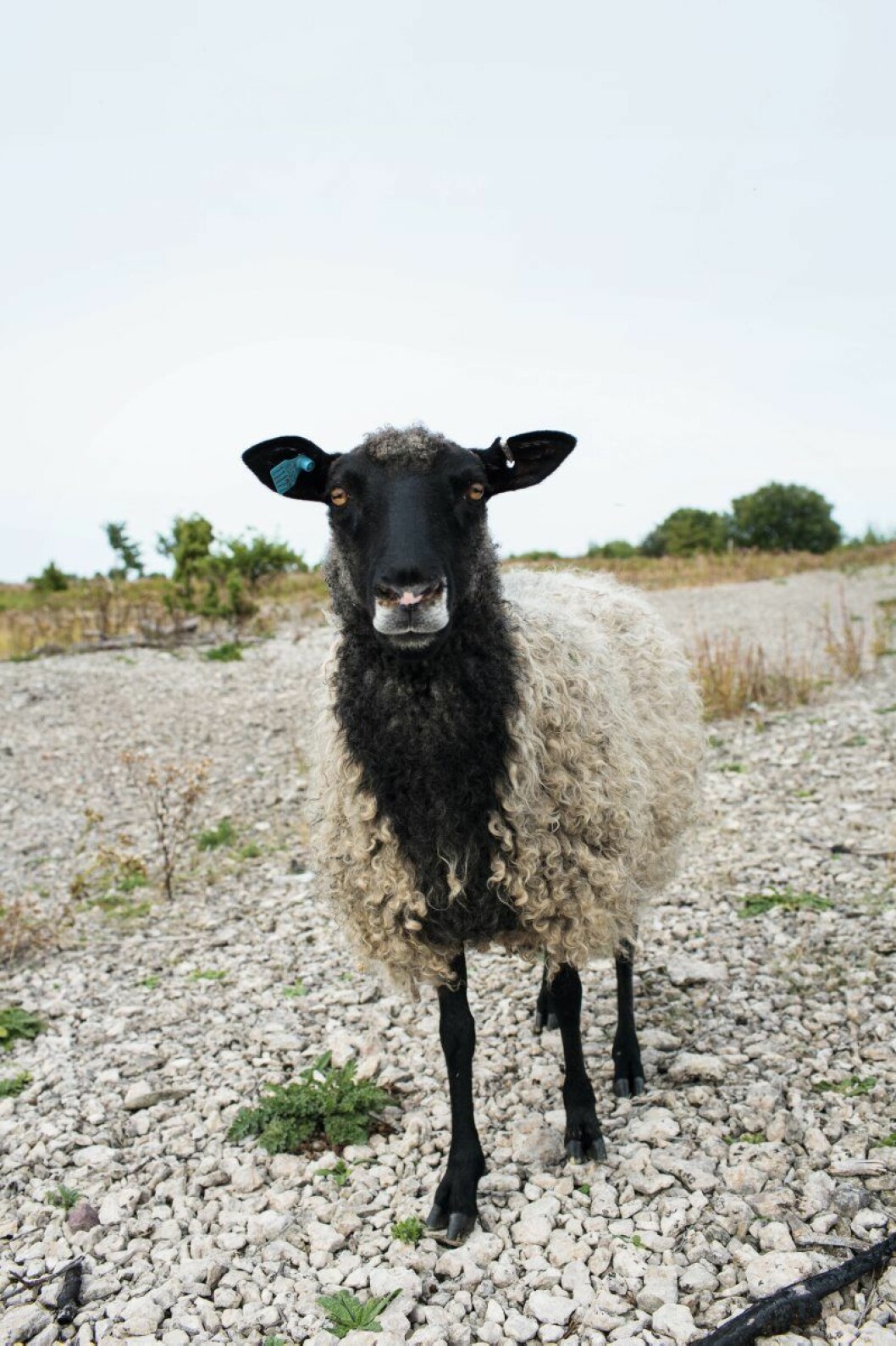 Lokal ull är inne, här en producent på Gotland. Foto: Johan Annerfelt