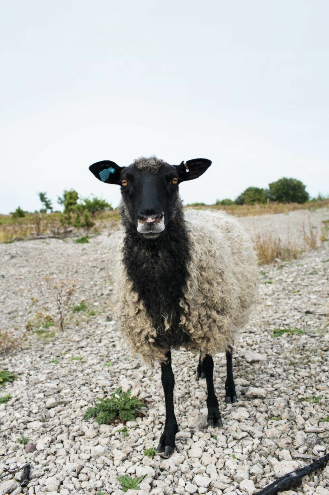 Lokal ull är inne, här en producent på Gotland. Foto: Johan Annerfelt Lokal ull är inne, här en producent på Gotland. Foto: Johan Annerfelt