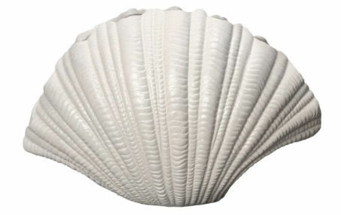 shell snäcka vas byon