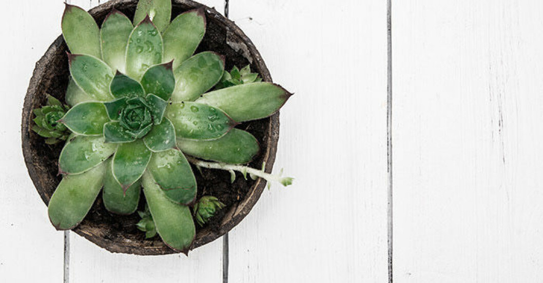 10 växter som ger ditt hem bättre inomhusluft