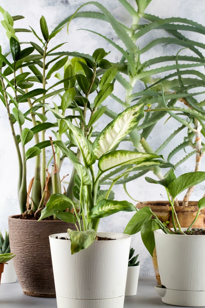Aloe vera trivs utmärkt bland andra grönskande krukväxter. Foto: Anna Martyanova/TT. Växter och blommor att inreda med enligt feng shui, aloe vera