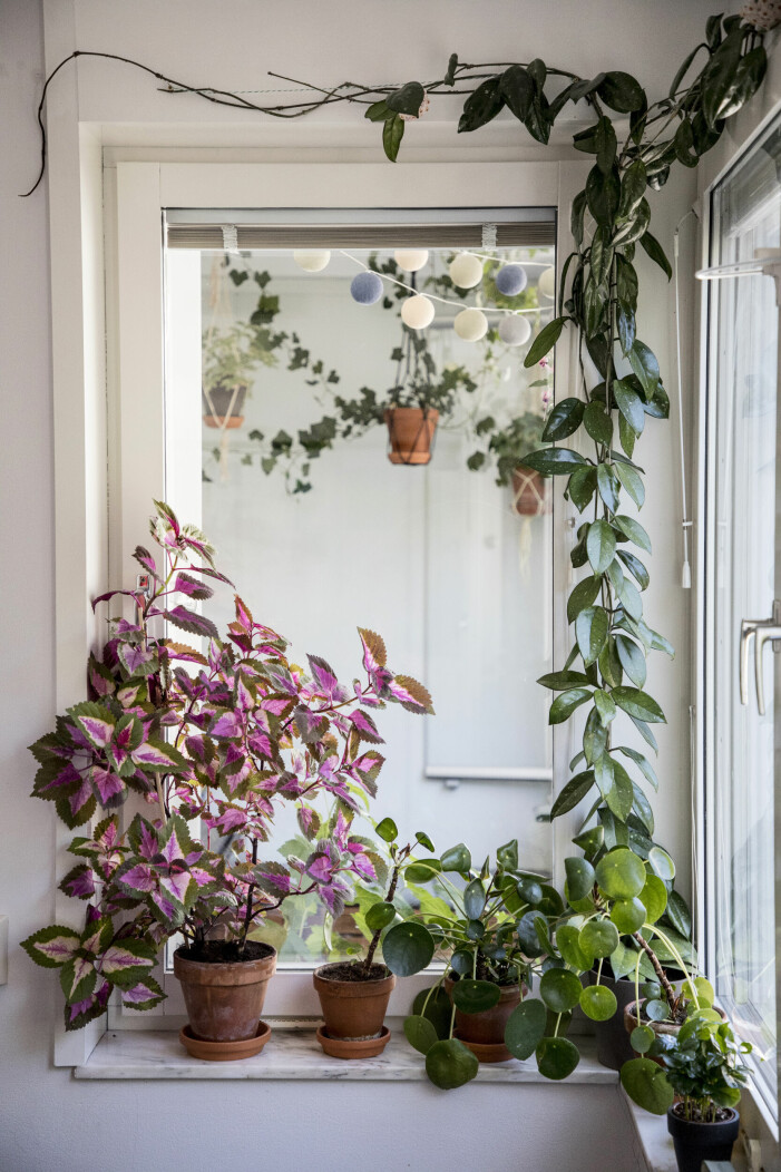 Elefantöra har seglat upp som en storfavorit och boostar dessutom feng shuin på bästa sätt. Foto: Christine Olsson/TT. Växter och blommor att inreda med enligt feng shui, elefantöra
