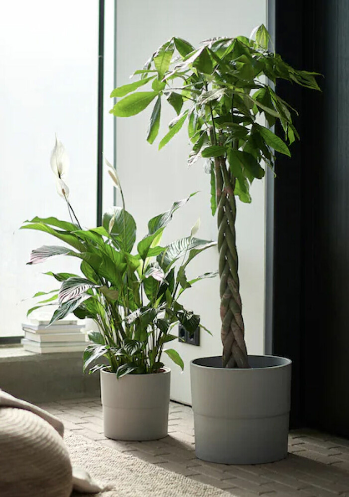 Fredskallan är känd för att rena luften och är perfekt för dig med allergier. Foto: Ikea. Växter och blommor att inreda med enligt feng shui, fredskalla