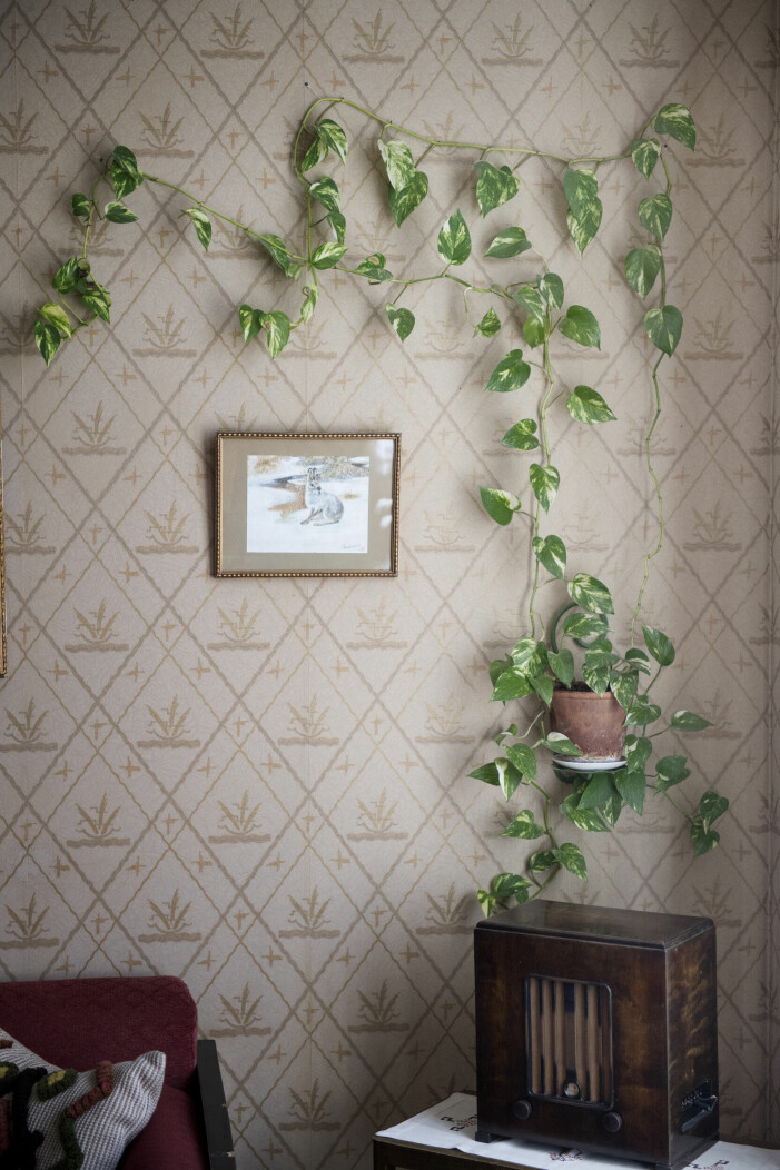 Ute efter en grönbladig växt som inte kräver så mycket underhåll? Då är gullrankan ett bra alternativ. Foto: Jessica Gow/TT. Växter och blommor att inreda med enligt feng shui, gullranka