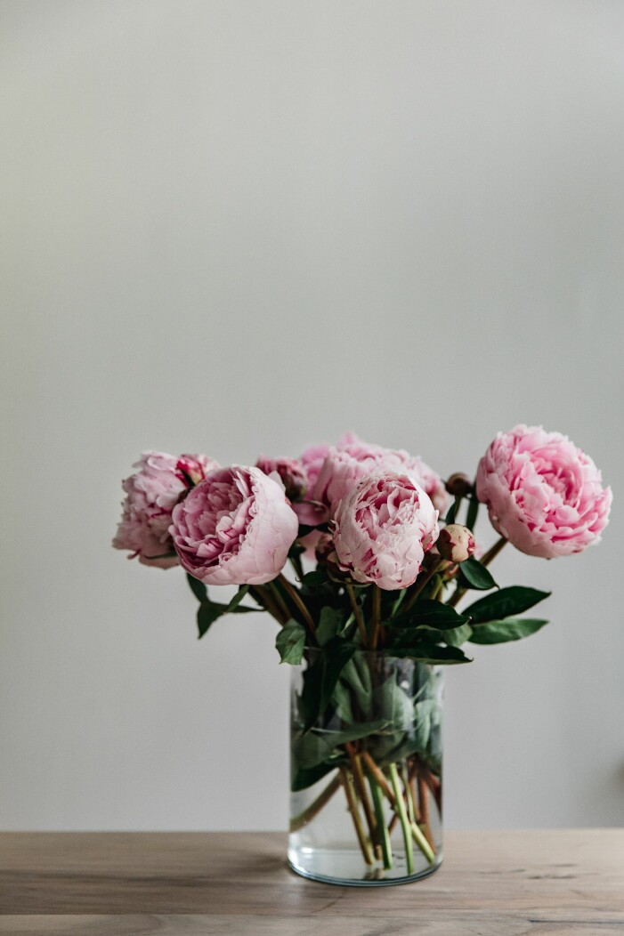 Pioner skapar vackra blickfång i hemmets alla rum. Foto: Patrick Langwallner/Unsplash. Växter och blommor att inreda med enligt feng shui, pioner