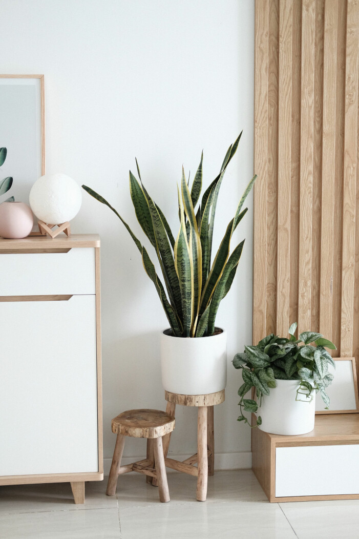 De flesta av våra krukväxter gillar solljus, men vill helst undvika direktsol. Foto: Unsplash. Så tar du hand om dina växter