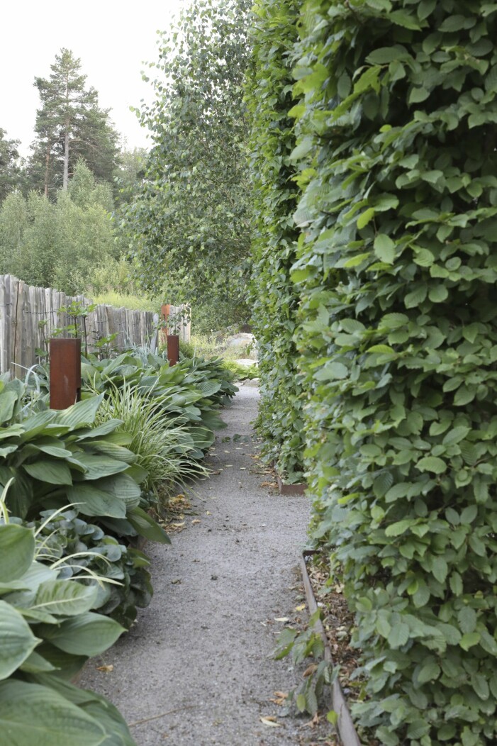 Inramat med raka linjer. Kastanjestaket mot en väg, skuggplantering med hosta och gräs, gång av stenmjöl och hög avenbokshäck. Kastanjestaket mot en väg, skuggplantering med hosta och gräs, gång av stenmjöl och hög avenbokshäck.