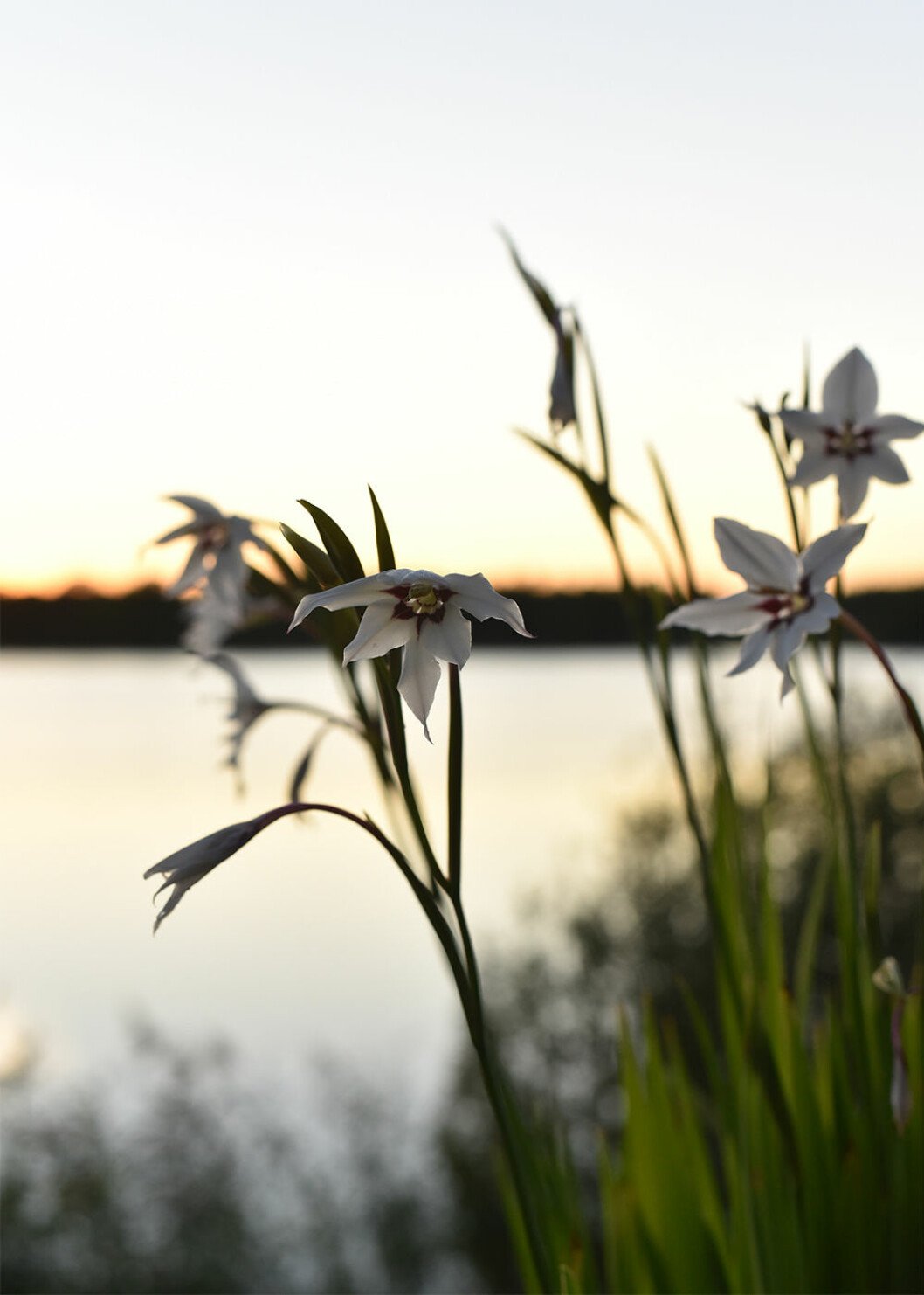 Doftliljor sprider en ljuvlig myskaktig doft om kvällarna, tipsar Victoria Skoglund. Foto: Victoria Skoglund Doftlilja fotograferad av Victoria Skoglund
